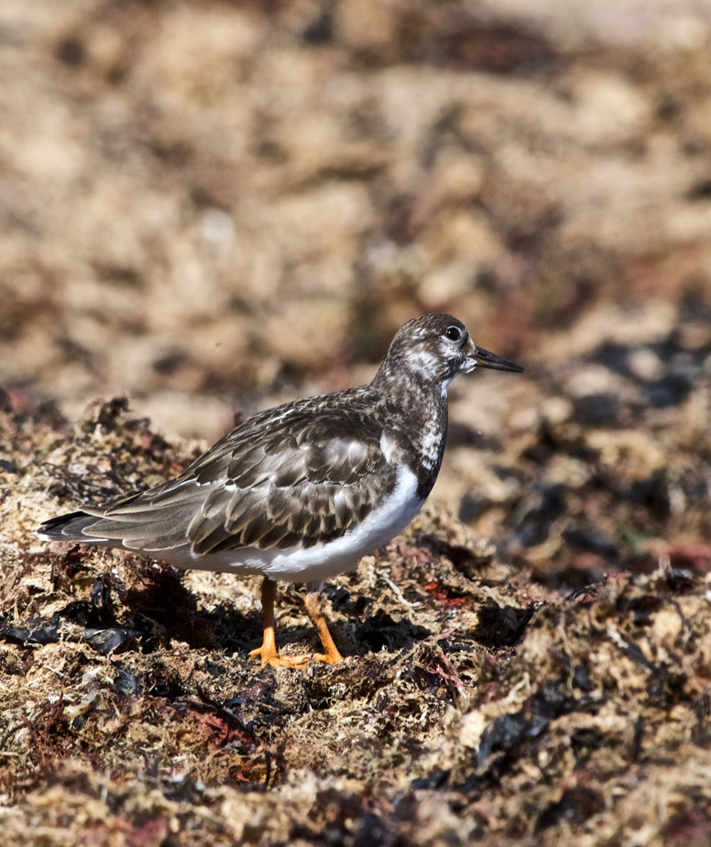 Turnstone1109168