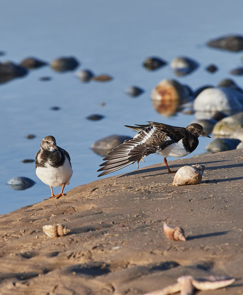 Turnstone1111161