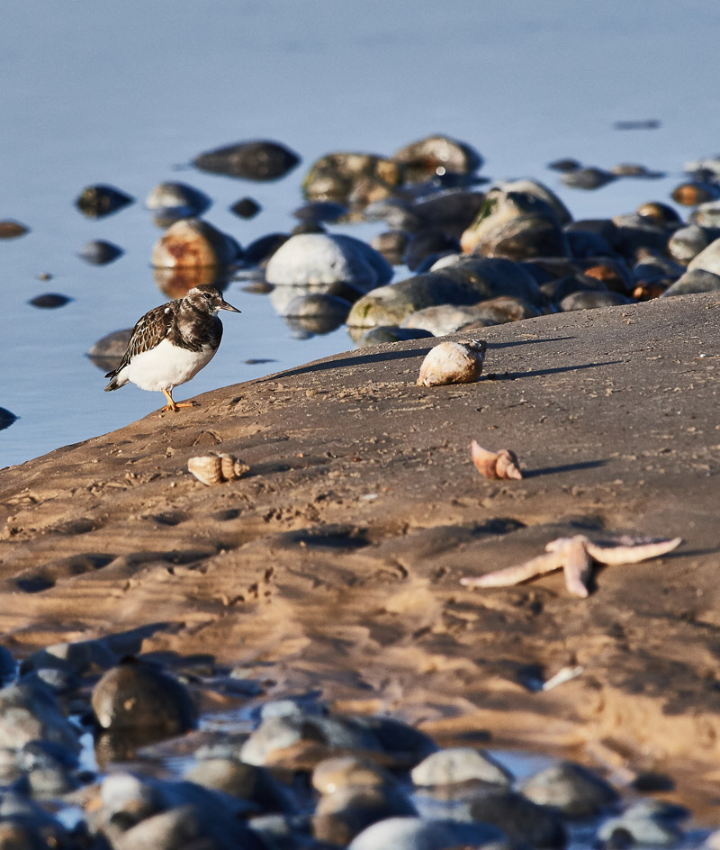 Turnstone1111162