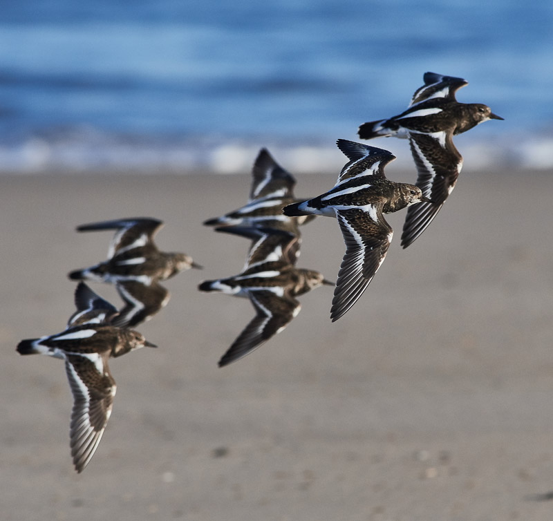 Turnstone1111163