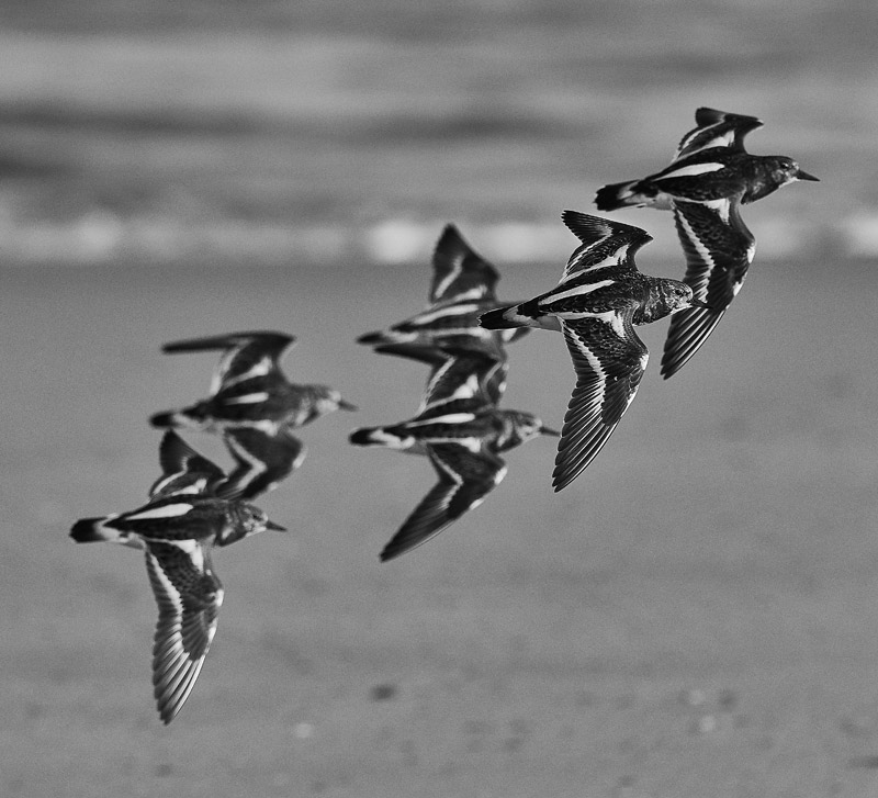 Turnstone1111163BW