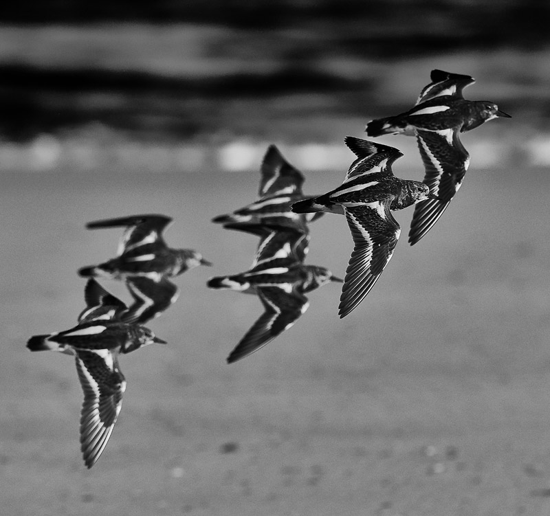 Turnstone1111163BW2