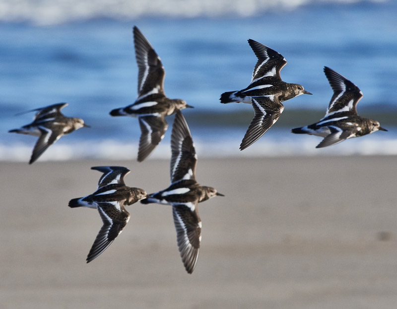 Turnstone1111164