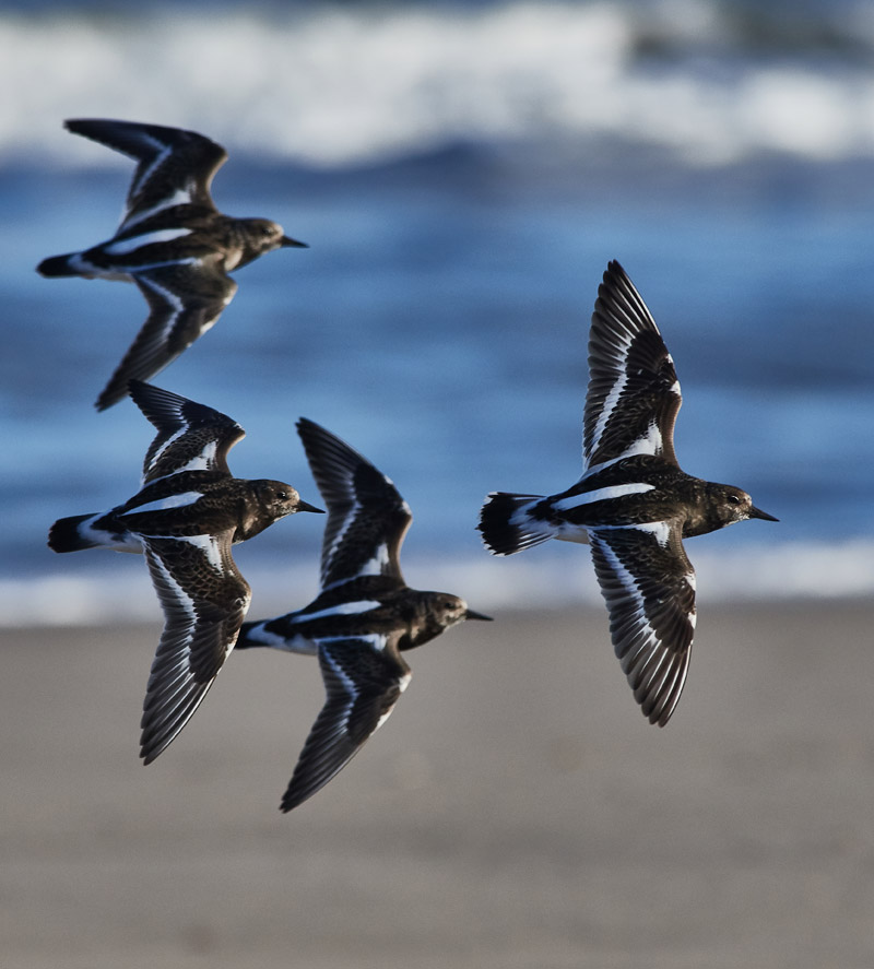 Turnstone1111165