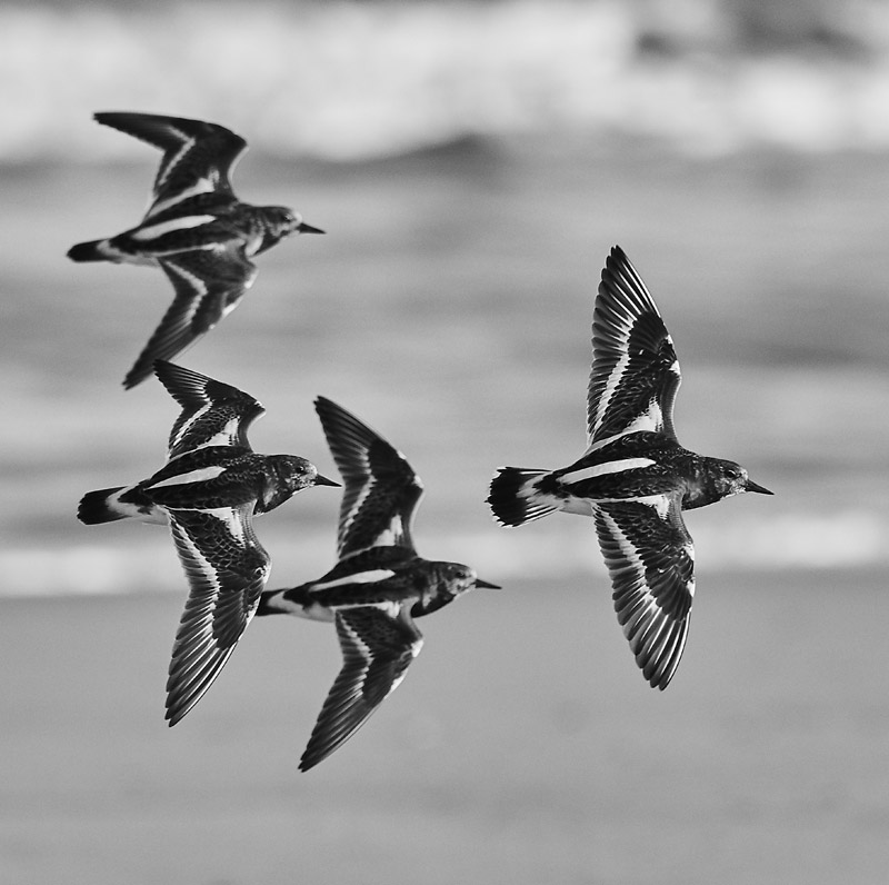 Turnstone1111165BW