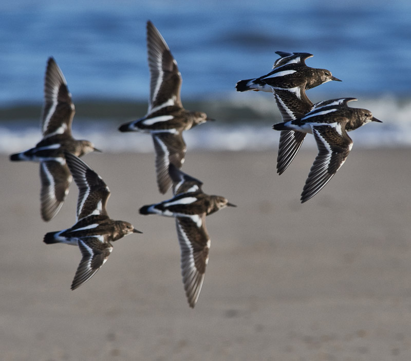 Turnstone1111166