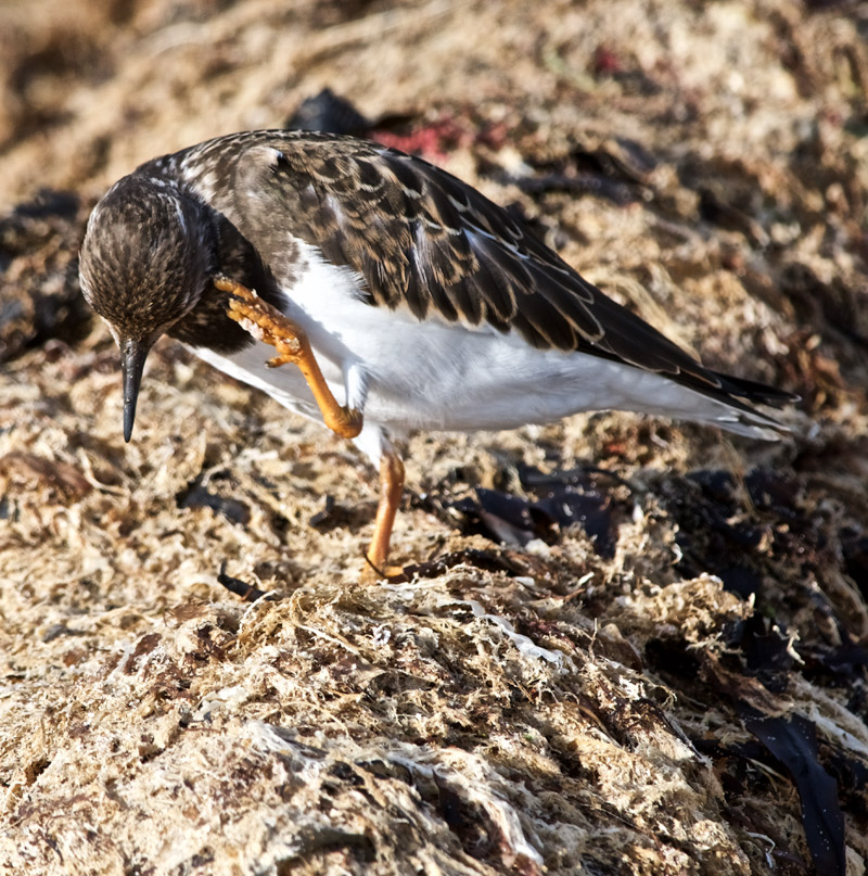 Turnstone1209161