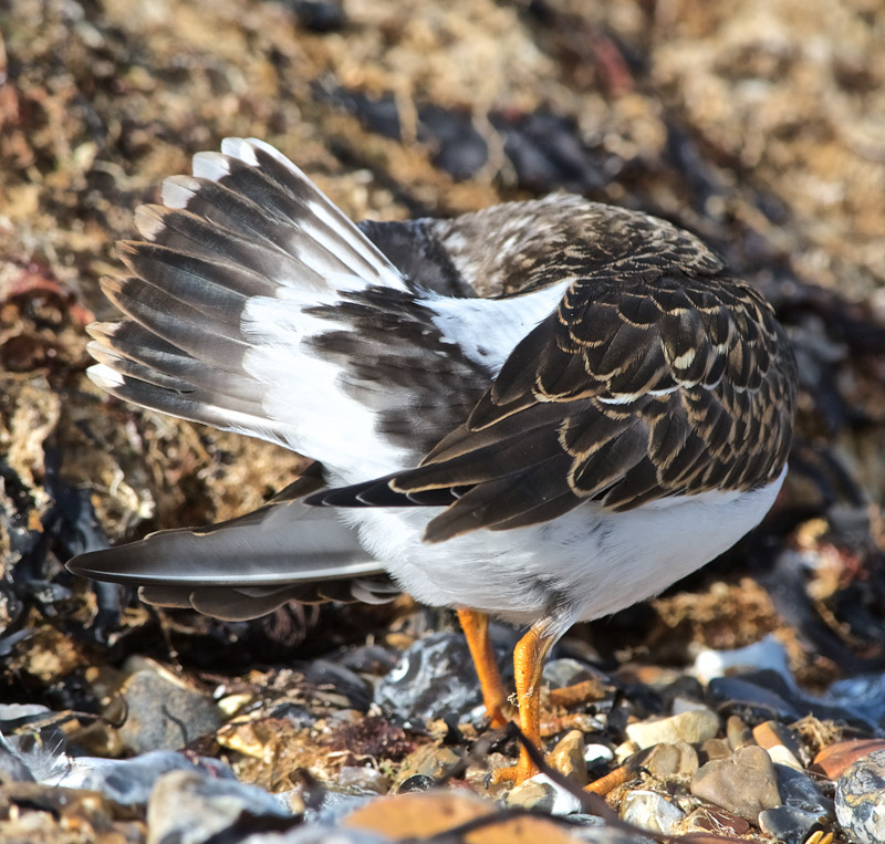 Turnstone12091610