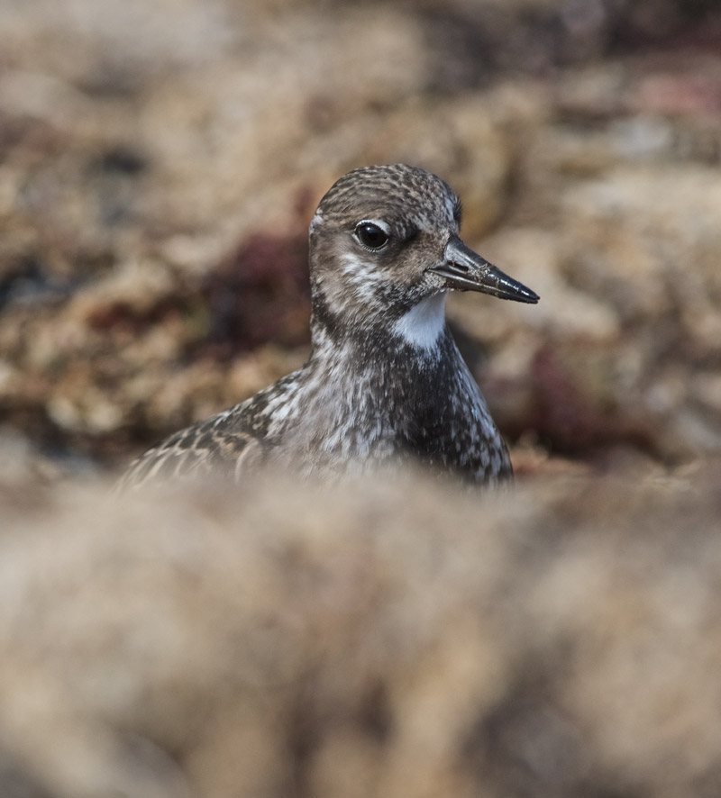 Turnstone12091612