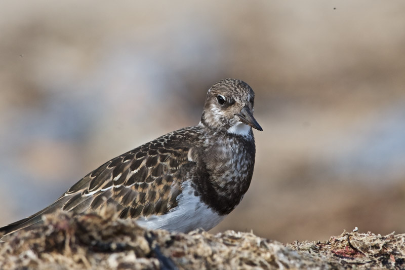 Turnstone12091613