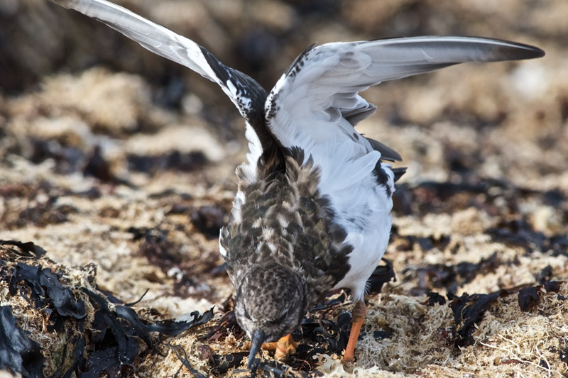 Turnstone12091614