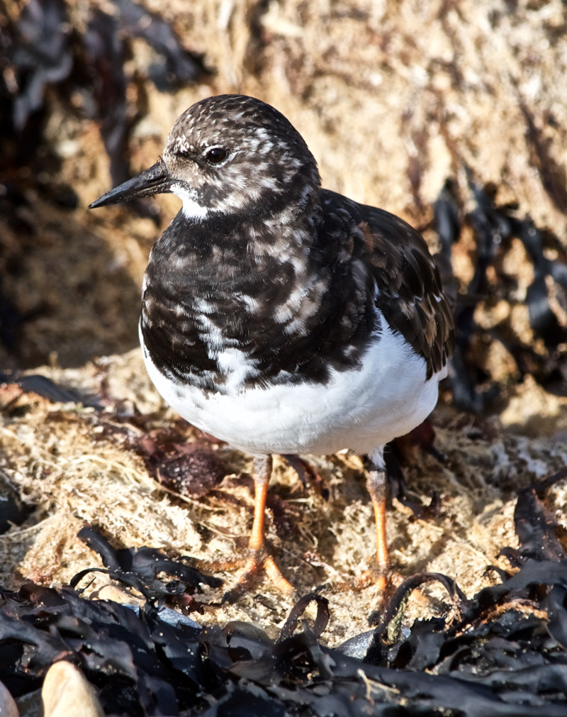 Turnstone1209162