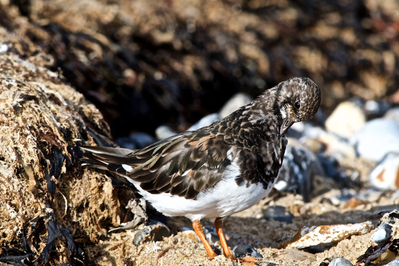 Turnstone1209163