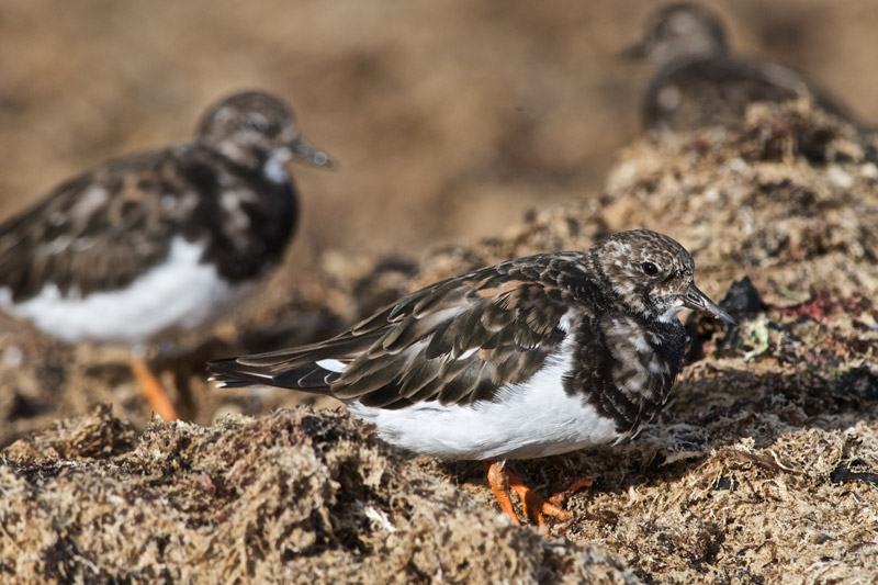 Turnstone1209164