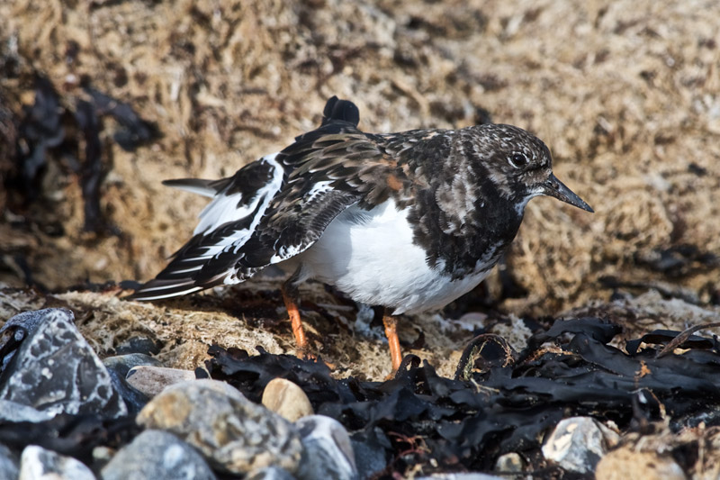 Turnstone1209165