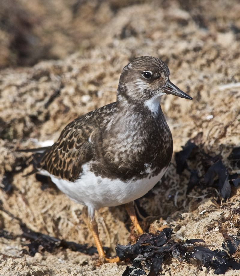 Turnstone1209166