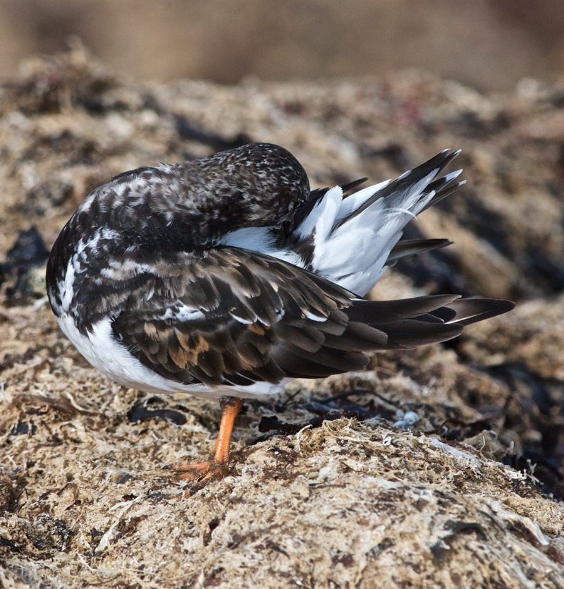 Turnstone1209167