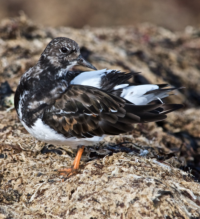 Turnstone1209168