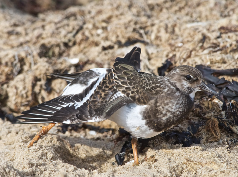 Turnstone1209169