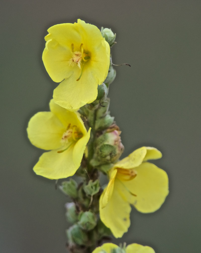 Verbascum2009161