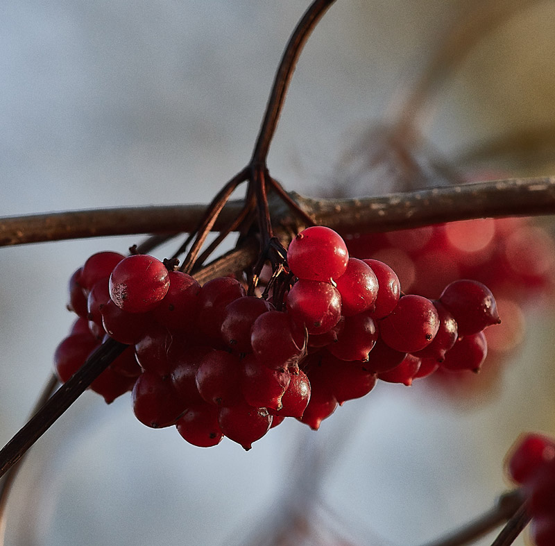 Viburnum1112164