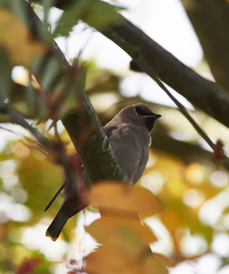 Waxwing0711161