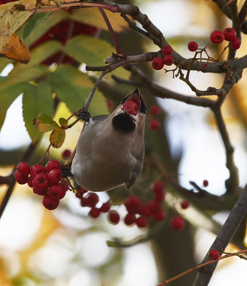 Waxwing0711162