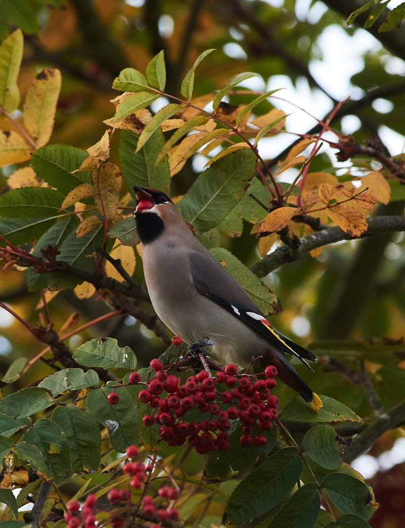 Waxwing0711163