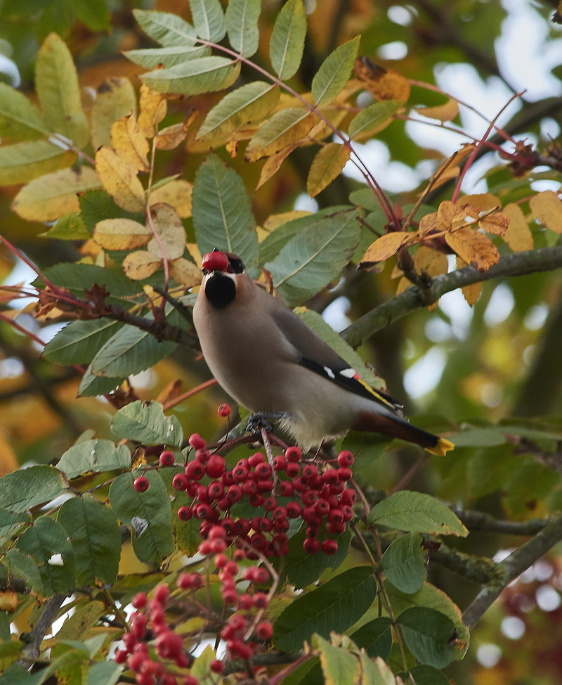 Waxwing0711164