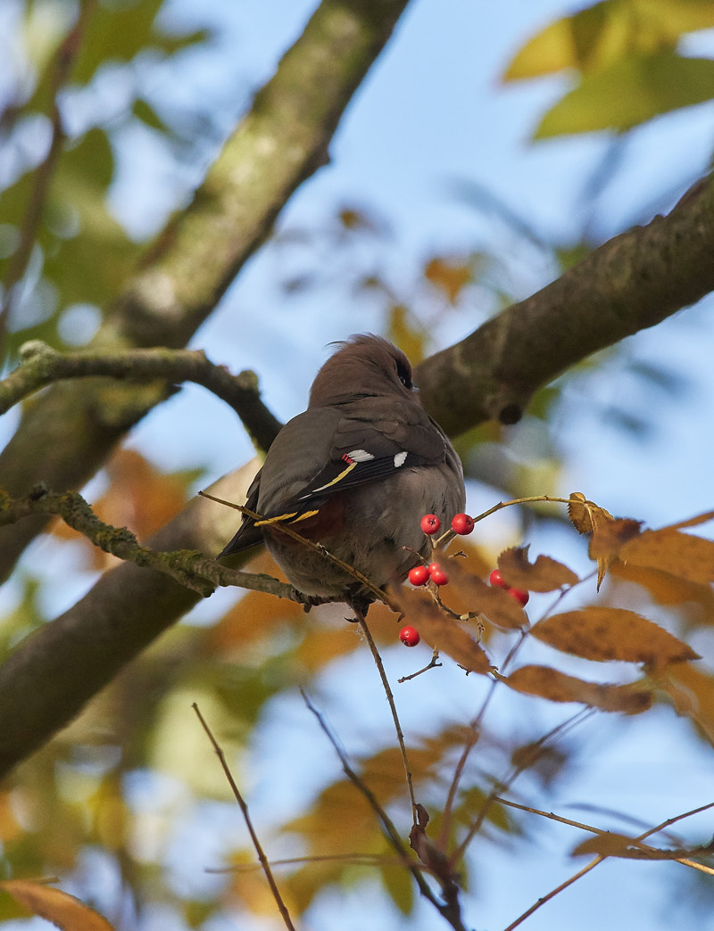 Waxwing0711165