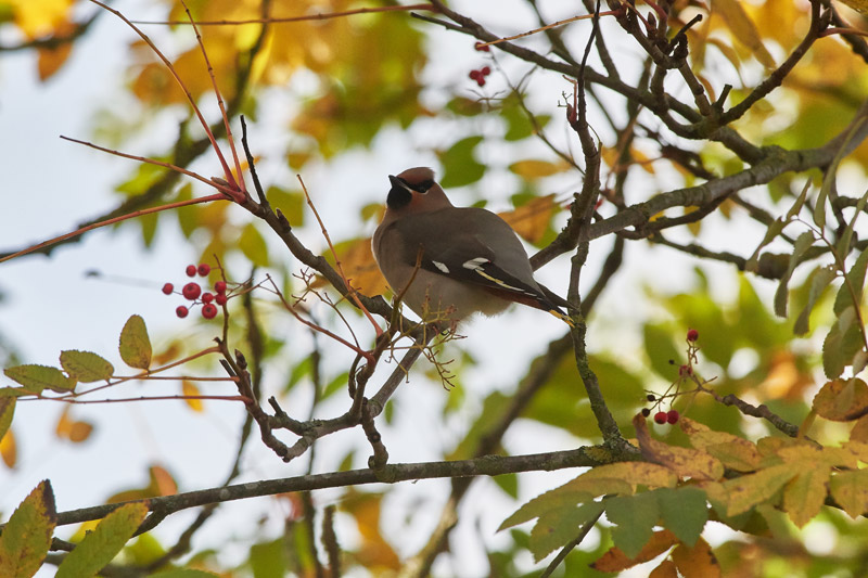 Waxwing0711166