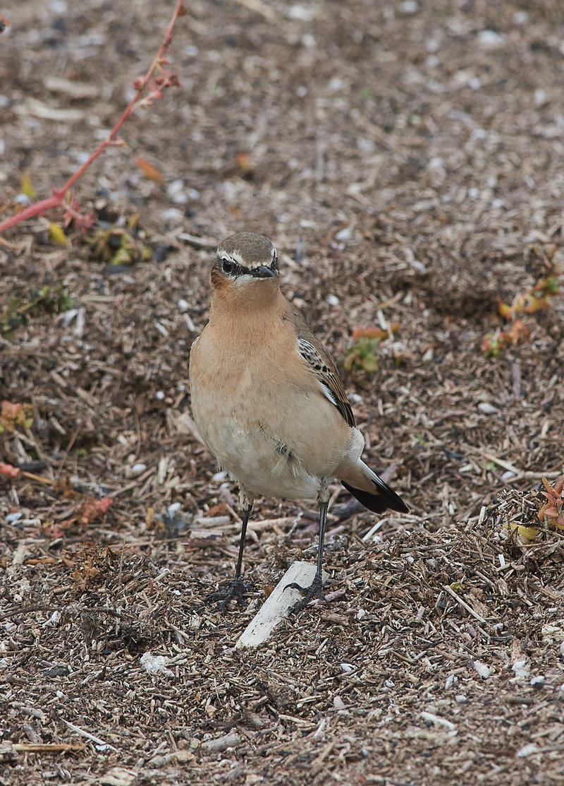 Wheatear3010161