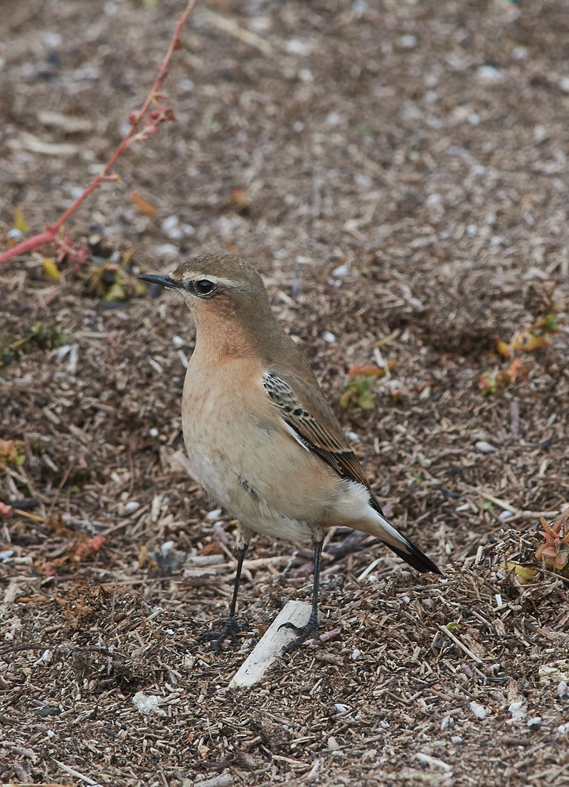 Wheatear3010162