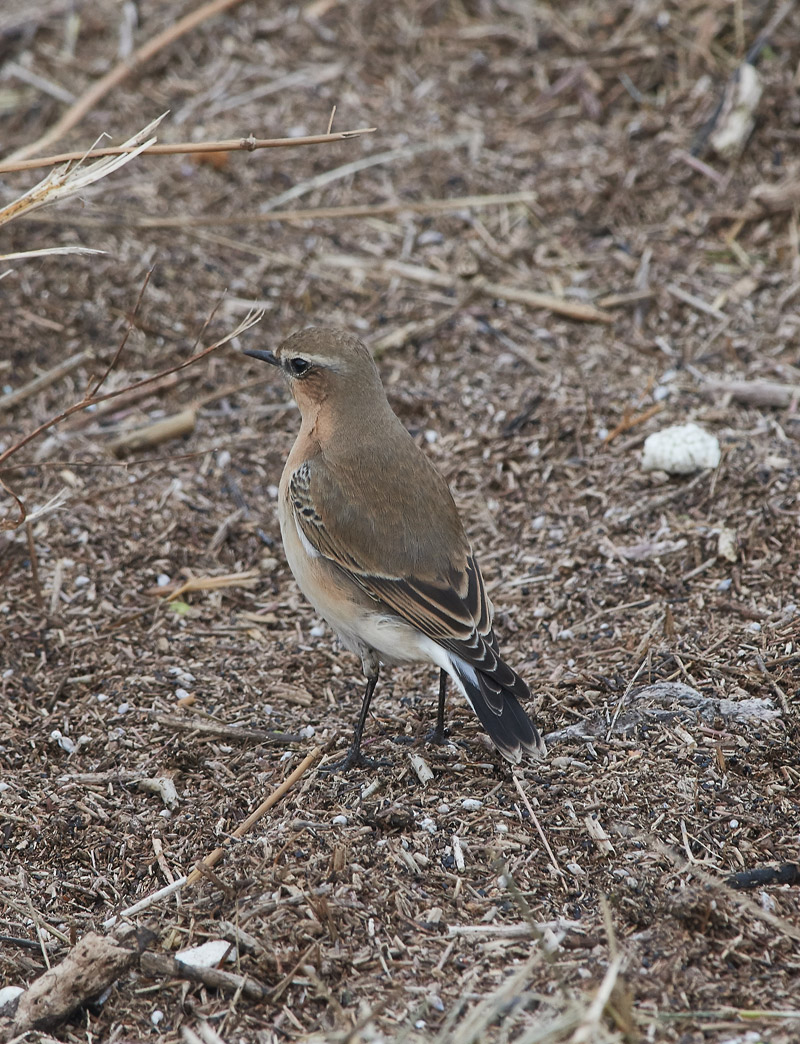 Wheatear3010163