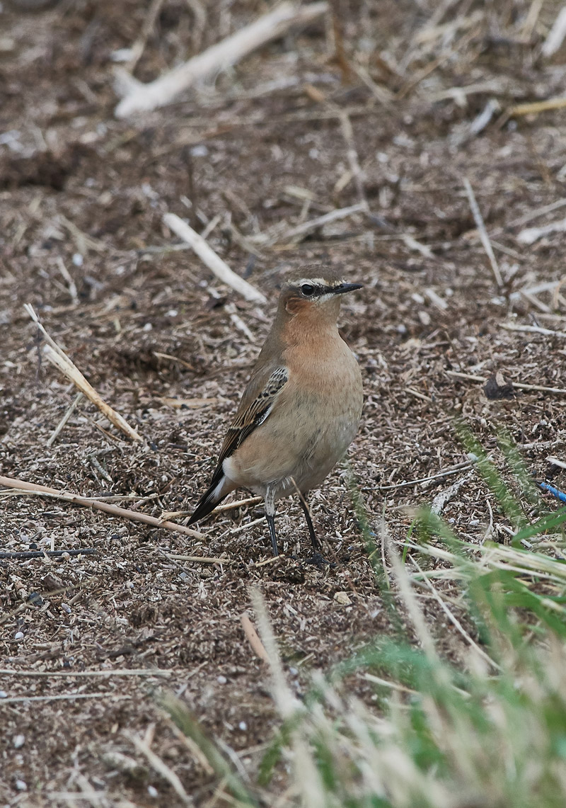 Wheatear3010164