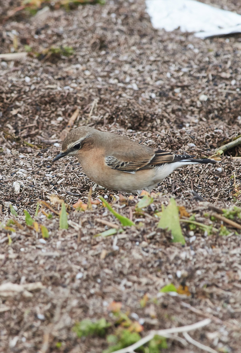 Wheatear3010165