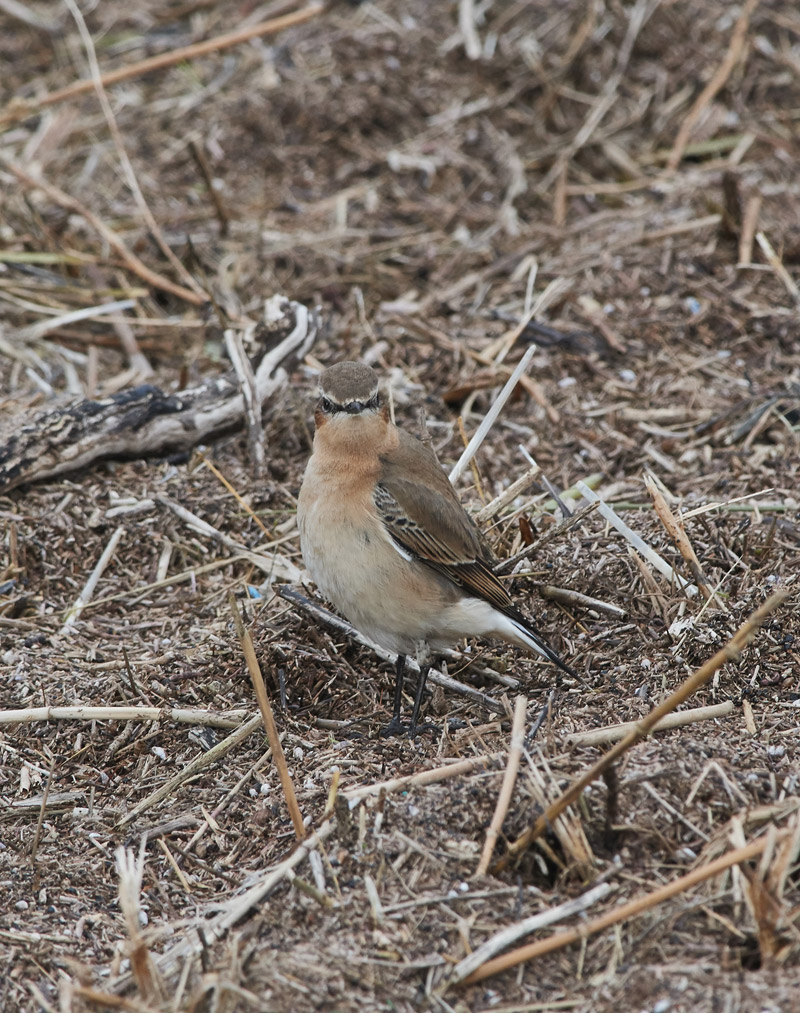 Wheatear3010166