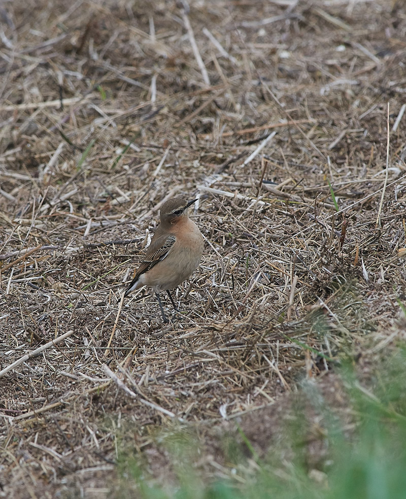 Wheatear3010167