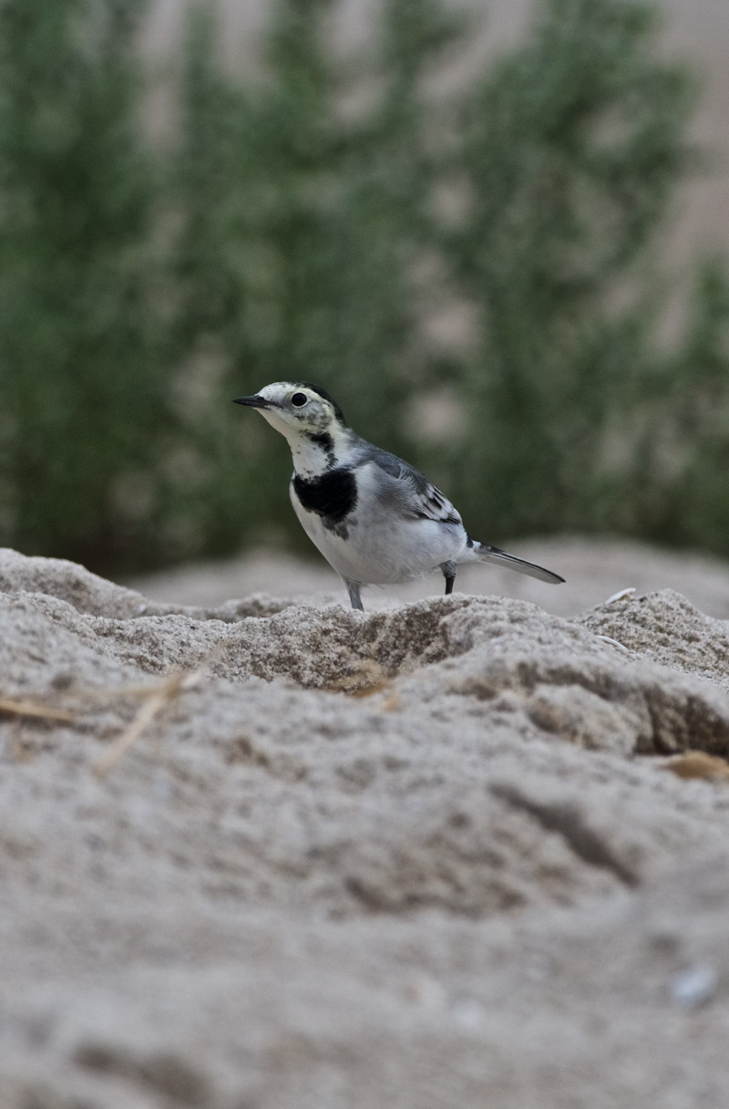 WhiteWagtail2009162