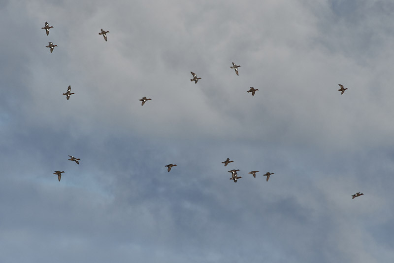 Wigeon1110161