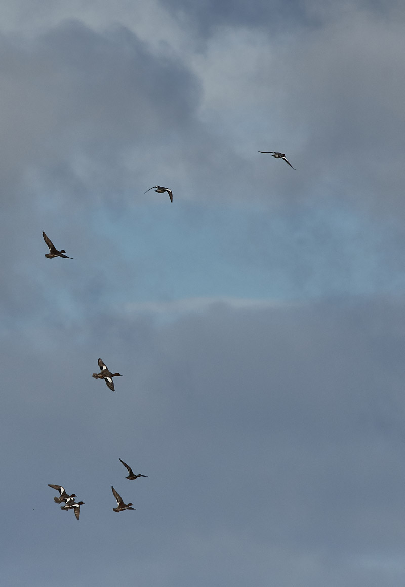 Wigeon1110162