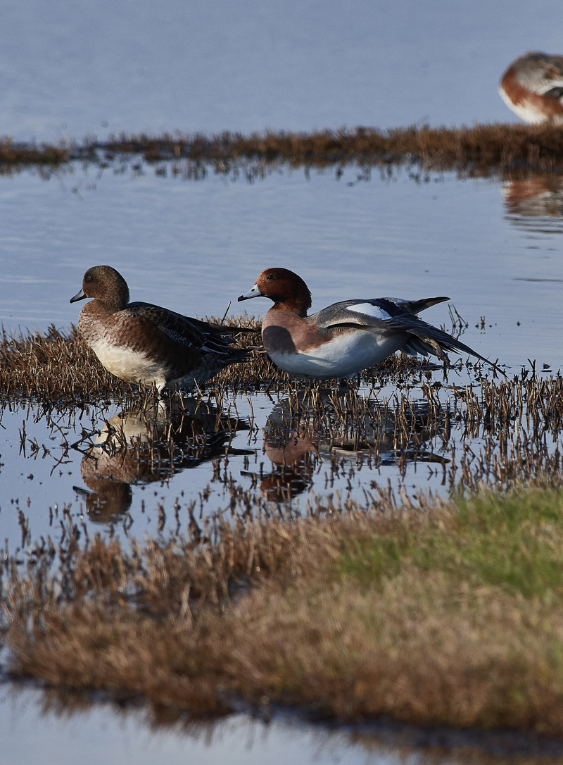 Wigeon1111161