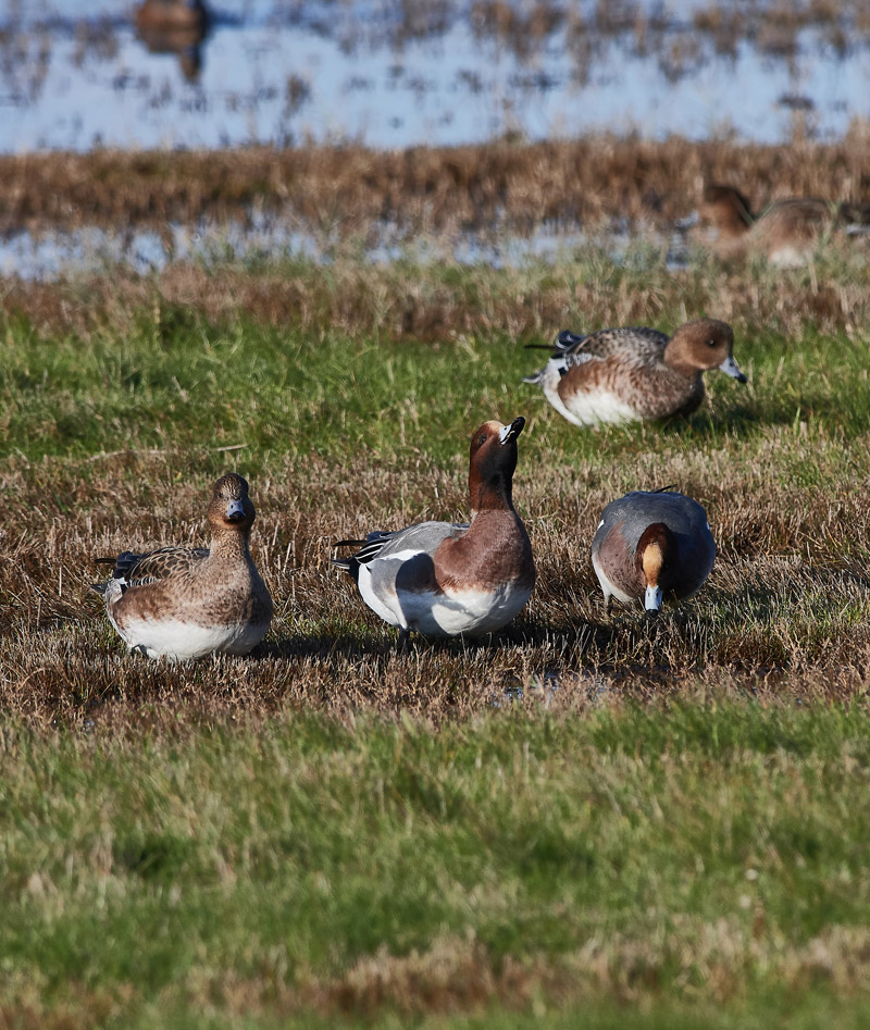 Wigeon1111163