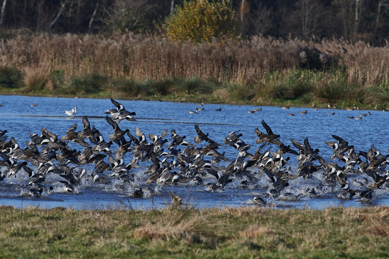 Wigeon2511161