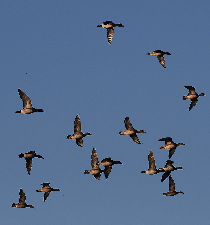 Wigeon2511162