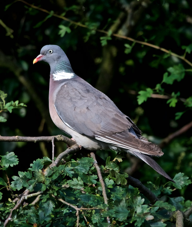 WoodPigeon0209161